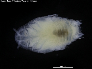  ( - ZMBN_120473)  @11 [ ] CreativeCommons - Attribution Non-Commercial Share-Alike (2017) University of Bergen Natural History Collections