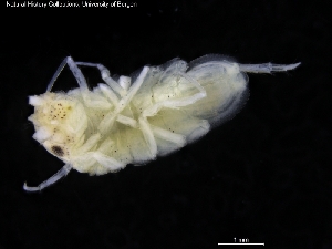  ( - ZMBN_120479)  @11 [ ] CreativeCommons - Attribution Non-Commercial Share-Alike (2017) University of Bergen Natural History Collections