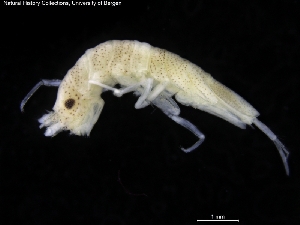  ( - ZMBN_120479)  @11 [ ] CreativeCommons - Attribution Non-Commercial Share-Alike (2017) University of Bergen Natural History Collections