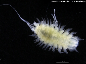 ( - ZMBN_120481)  @11 [ ] CreativeCommons - Attribution Non-Commercial Share-Alike (2017) University of Bergen Natural History Collections