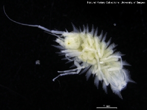  ( - ZMBN_120481)  @11 [ ] CreativeCommons - Attribution Non-Commercial Share-Alike (2017) University of Bergen Natural History Collections