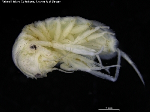  ( - ZMBN_120482)  @11 [ ] CreativeCommons - Attribution Non-Commercial Share-Alike (2017) University of Bergen Natural History Collections