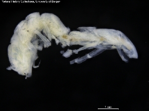 ( - ZMBN_120492)  @11 [ ] CreativeCommons - Attribution Non-Commercial Share-Alike (2017) University of Bergen Natural History Collections