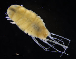  (Eurycopinae - ZMBN_98347)  @14 [ ] CreativeCommons - Attribution Non-Commercial Share-Alike (2015) University of Bergen University of Bergen, Natural History Collections