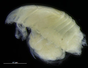  ( - ZMBN_98365)  @11 [ ] CreativeCommons - Attribution Non-Commercial Share-Alike (2015) University of Bergen University of Bergen, Natural History Collections
