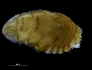  ( - ZMBN_98366)  @11 [ ] CreativeCommons - Attribution Non-Commercial Share-Alike (2015) University of Bergen University of Bergen, Natural History Collections