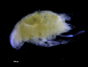 ( - ZMBN_98392)  @11 [ ] CreativeCommons - Attribution Non-Commercial Share-Alike (2015) University of Bergen University of Bergen, Natural History Collections