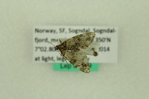  ( - BCZMBNLep0069)  @12 [ ] Copyright (2014) Univers. of Bergen, Natural History Collection Univers. of Bergen, Natural History Collection