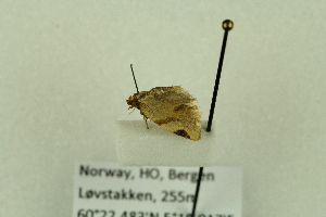  ( - BCZMBNLep0075)  @12 [ ] Copyright (2014) Univers. of Bergen, Natural History Collection Univers. of Bergen, Natural History Collection