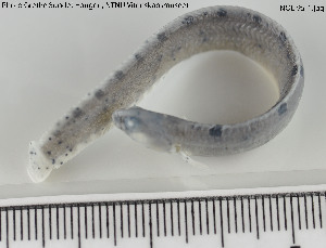  ( - NOLI95)  @13 [ ] CreativeCommons - Attribution Share-Alike (2015) NTNU University Museum, Department of Natural History NTNU University Museum, Department of Natural History