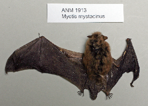  (Myotis mystacinus - NOMAM-017)  @14 [ ] Unspecified (default): All Rights Reserved  Unspecified Unspecified