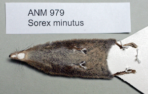  ( - NOMAM-007)  @13 [ ] Unspecified (default): All Rights Reserved  Unspecified Unspecified