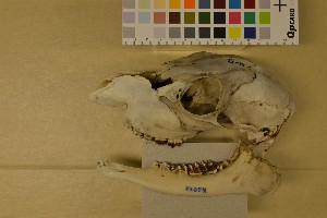  ( - NHMO-DMA-43)  @11 [ ] CreativeCommons - Attribution Non-Commercial Share-Alike (2017) Unspecified University of Oslo, Natural History Museum