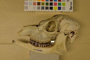  ( - NHMO-DMA-42)  @11 [ ] CreativeCommons - Attribution Non-Commercial Share-Alike (2017) Unspecified University of Oslo, Natural History Museum