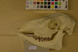  ( - NHMO-DMA-45)  @11 [ ] CreativeCommons - Attribution Non-Commercial Share-Alike (2017) Unspecified University of Oslo, Natural History Museum