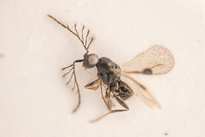  (Dendrocerus halidayi - NOCER-3)  @11 [ ] CC-NC-SA (2020) Arnstein Staverlokk Norwegian Institute of Nature Research