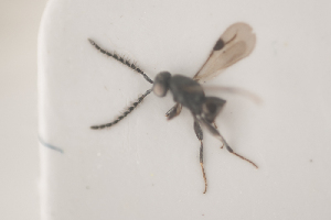  ( - NOCER-105)  @11 [ ] CC-NC-SA (2021) Arnstein Staverlokk Norwegian Institute of Nature Research