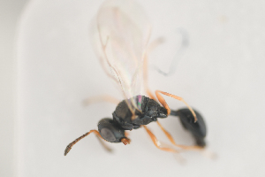  (Cryptoprymna - NOCER-227)  @11 [ ] CC-NC-SA (2021) Arnstein Staverlokk Norwegian Institute of Nature Research