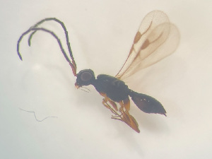  ( - NOCER-477)  @11 [ ] CC-NC-SA (2022) Arnstein Staverlokk Norwegian Institute of Nature Research