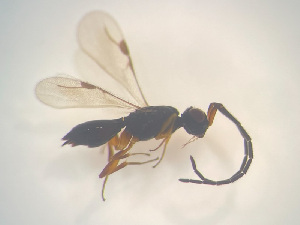  ( - NOCER-480)  @11 [ ] CC-NC-SA (2022) Arnstein Staverlokk Norwegian Institute of Nature Research