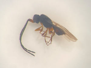  ( - NOCER-482)  @11 [ ] CC-NC-SA (2022) Arnstein Staverlokk Norwegian Institute of Nature Research