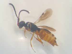  ( - NOCER-485)  @11 [ ] CC-NC-SA (2022) Arnstein Staverlokk Norwegian Institute of Nature Research