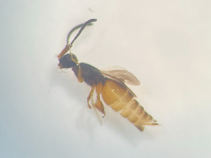  ( - NOCER-487)  @11 [ ] CC-NC-SA (2022) Arnstein Staverlokk Norwegian Institute of Nature Research