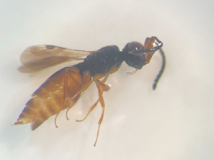  ( - NOCER-488)  @11 [ ] CC-NC-SA (2022) Arnstein Staverlokk Norwegian Institute of Nature Research