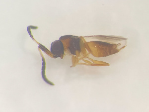  ( - NOCER-493)  @11 [ ] CC-NC-SA (2022) Arnstein Staverlokk Norwegian Institute of Nature Research