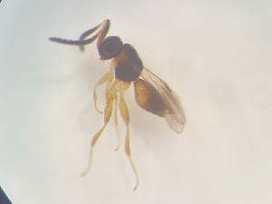  ( - NOCER-497)  @11 [ ] CC-NC-SA (2022) Arnstein Staverlokk Norwegian Institute of Nature Research