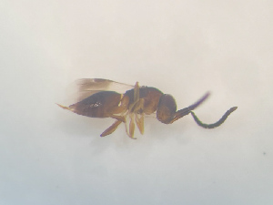  (Dendrocerus flavipes - NOCER-498)  @11 [ ] CC-NC-SA (2022) Arnstein Staverlokk Norwegian Institute of Nature Research