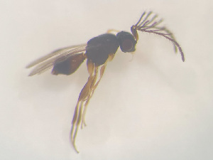  ( - NOCER-510)  @11 [ ] CC-NC-SA (2022) Arnstein Staverlokk Norwegian Institute of Nature Research