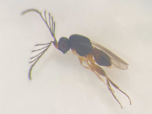  ( - NOCER-516)  @11 [ ] CC-NC-SA (2022) Arnstein Staverlokk Norwegian Institute of Nature Research