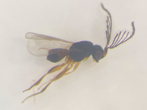  ( - NOCER-517)  @11 [ ] CC-NC-SA (2022) Arnstein Staverlokk Norwegian Institute of Nature Research