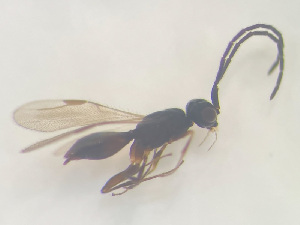  ( - NOCER-523)  @11 [ ] CC-NC-SA (2022) Arnstein Staverlokk Norwegian Institute of Nature Research