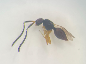  (Dendrocerus aphidum - NOCER-528)  @11 [ ] CC-NC-SA (2022) Arnstein Staverlokk Norwegian Institute of Nature Research