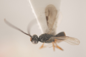  ( - NOCER-152)  @11 [ ] CC-NC-SA (2021) Arnstein Staverlokk Norwegian Institute of Nature Research
