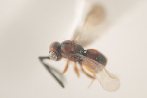  ( - NOCER-164)  @11 [ ] CC-NC-SA (2021) Arnstein Staverlokk Norwegian Institute of Nature Research