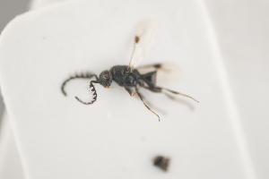  (Dendrocerus serricornis - NOCER-260)  @11 [ ] CC-NC-SA (2021) Arnstein Staverlokk Norwegian Institute of Nature Research