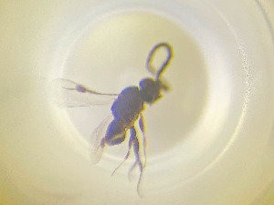  (Dendrocerus flavipes - NOCER-764)  @11 [ ] CC-NC-SA (2022) Arnstein Staverlokk Norwegian Institute of Nature Research