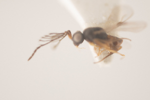  ( - NOCER-180)  @11 [ ] CC-NC-SA (2021) Arnstein Staverlokk Norwegian Institute of Nature Research