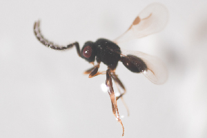  (Dendrocerus laevis - NOCER-380)  @11 [ ] CC-NC-SA (2021) Arnstein Staverlokk Norwegian Institute of Nature Research