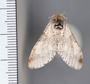  (Furcula wileyi - CSU_ENT_1121796)  @11 [ ] Unspecified (default): All Rights Reserved  Unspecified Unspecified