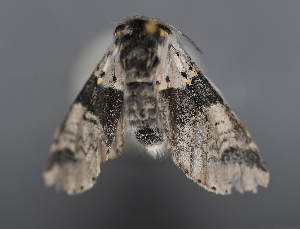  ( - UCMC_0277766)  @11 [ ] Unspecified (default): All Rights Reserved  Unspecified Unspecified