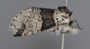  ( - UCMC_0277772)  @11 [ ] Unspecified (default): All Rights Reserved  Unspecified Unspecified