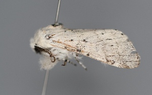  ( - UCMC_0277786)  @11 [ ] Unspecified (default): All Rights Reserved  Unspecified Unspecified