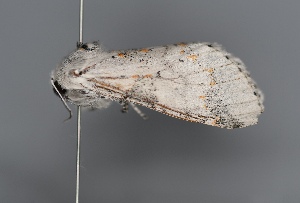  ( - UCMC_0277788)  @11 [ ] Unspecified (default): All Rights Reserved  Unspecified Unspecified