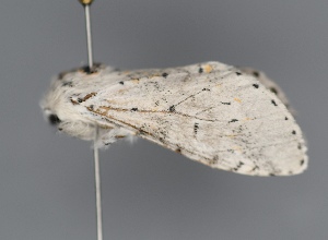  ( - UCMC_0277790)  @11 [ ] Unspecified (default): All Rights Reserved  Unspecified Unspecified