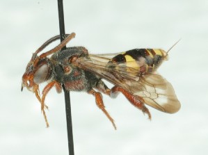  (Nomada banksii - CCDB-49423_A04)  @11 [ ] by  Cory Sheffield Royal Saskatchewan Museum