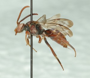 ( - CCDB-49423_D04)  @11 [ ] by  Cory Sheffield Royal Saskatchewan Museum